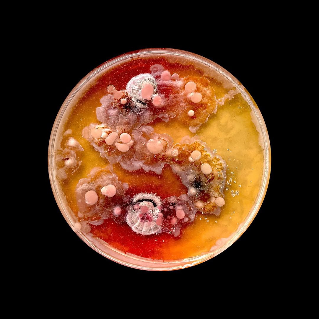 Organic Typography project cover